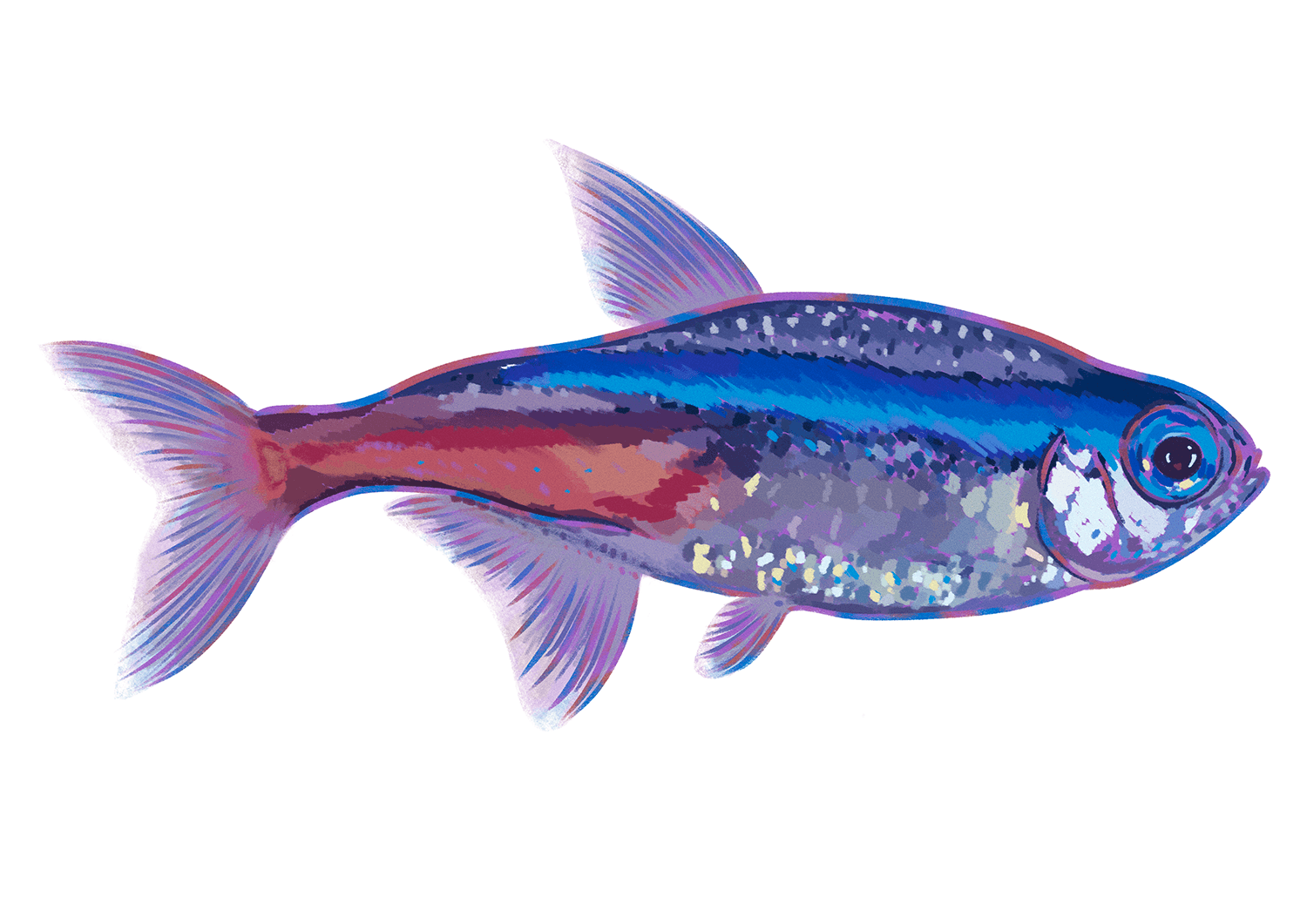 Neon Tetra